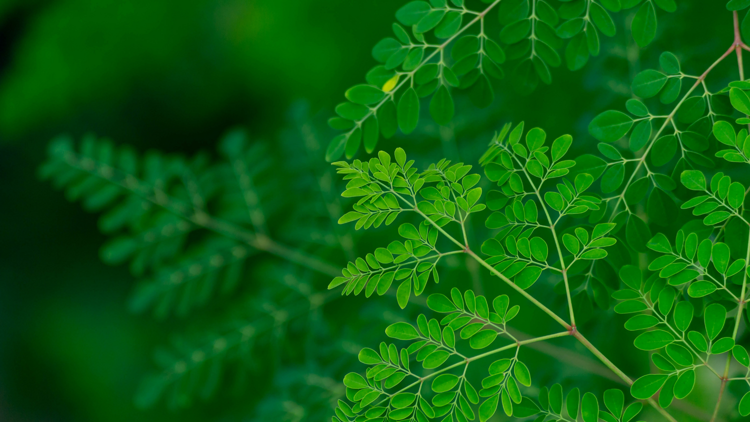 Une gelule de moringa riche en nutriments