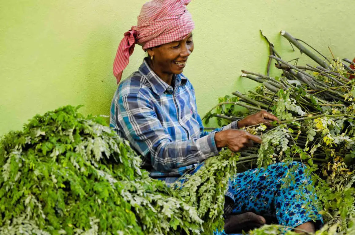 Une gelule moringa confectionnée à base de moringa sénégalais